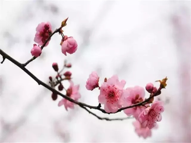 梅花生物最新新闻,梅花生物最新新闻，如何获取并解读梅花生物相关新闻的步骤指南