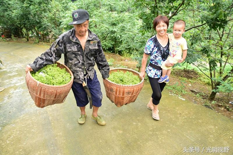 吴茱萸最新价格表，友情与陪伴的温馨故事